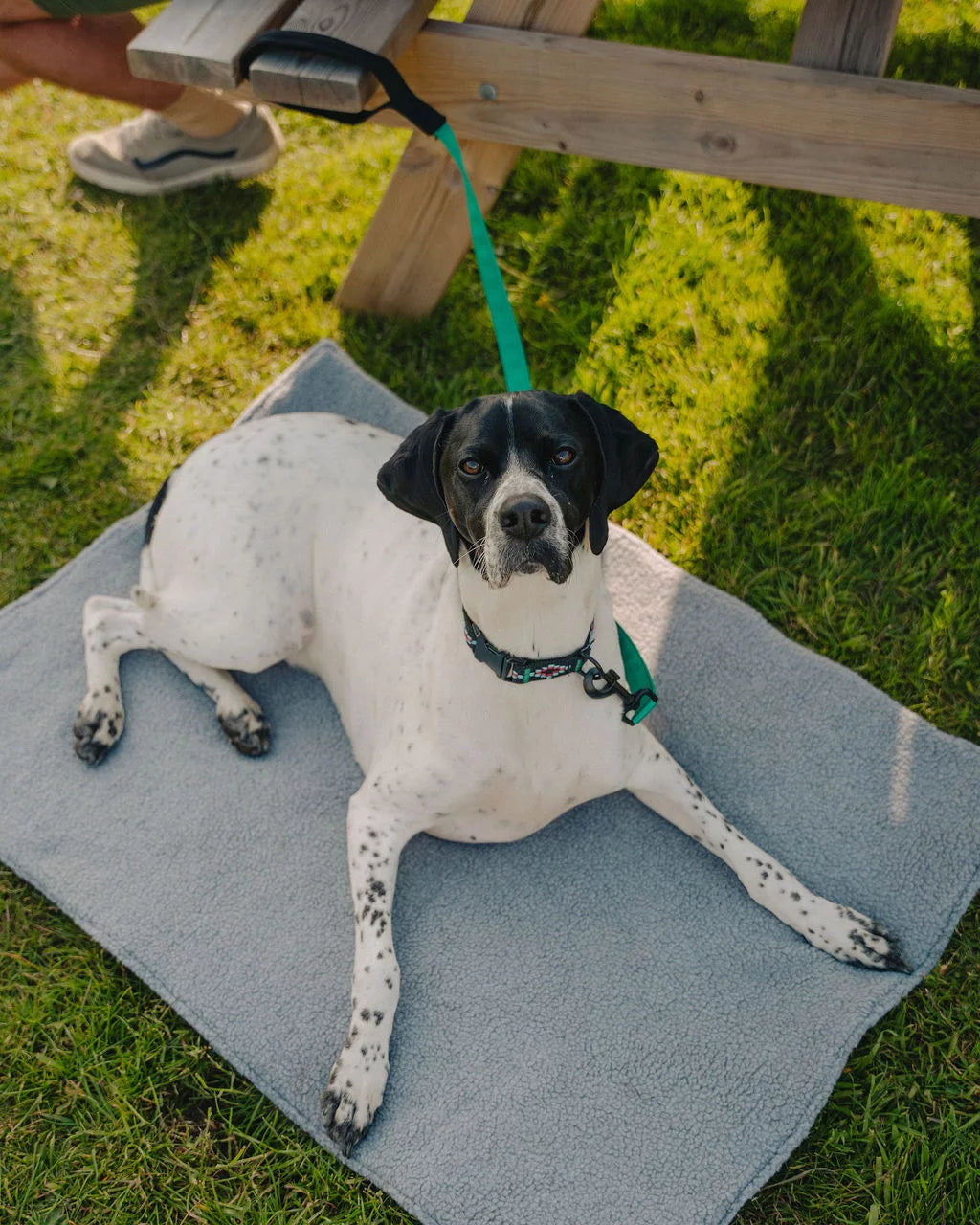Padded Handled Webbing Dog Lead
