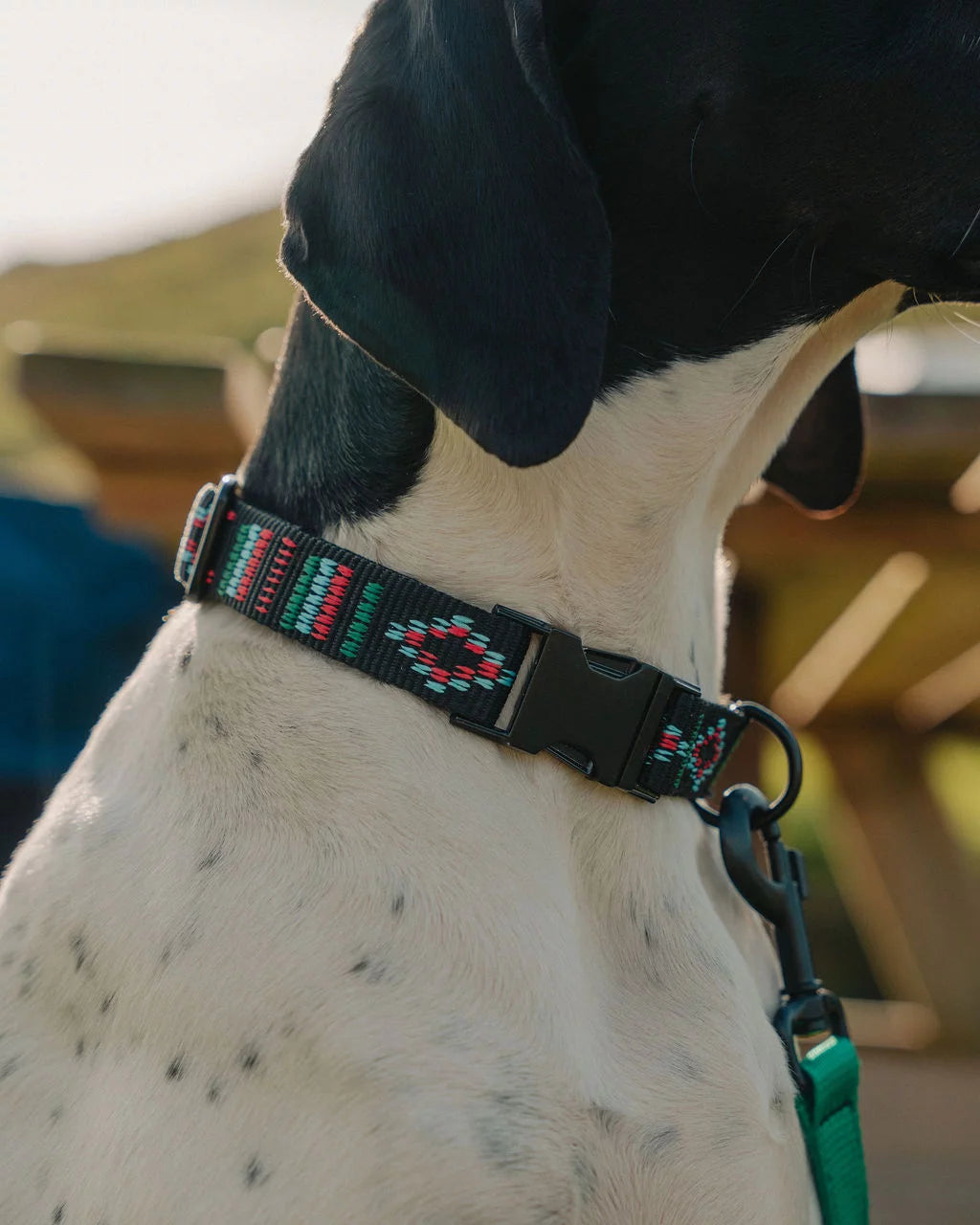 Rooted Ocean Webbing Dog Collar