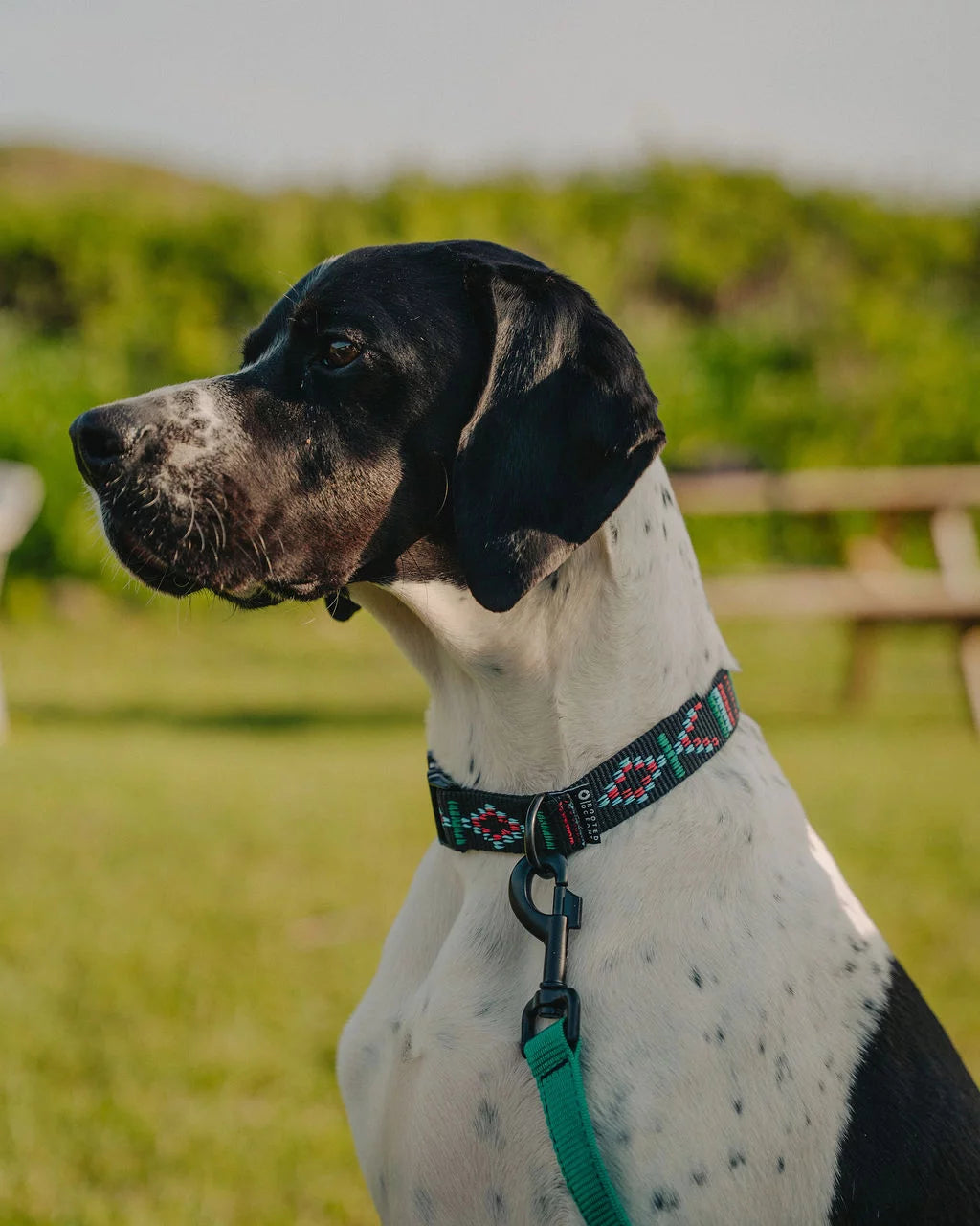 Rooted Ocean Webbing Dog Collar