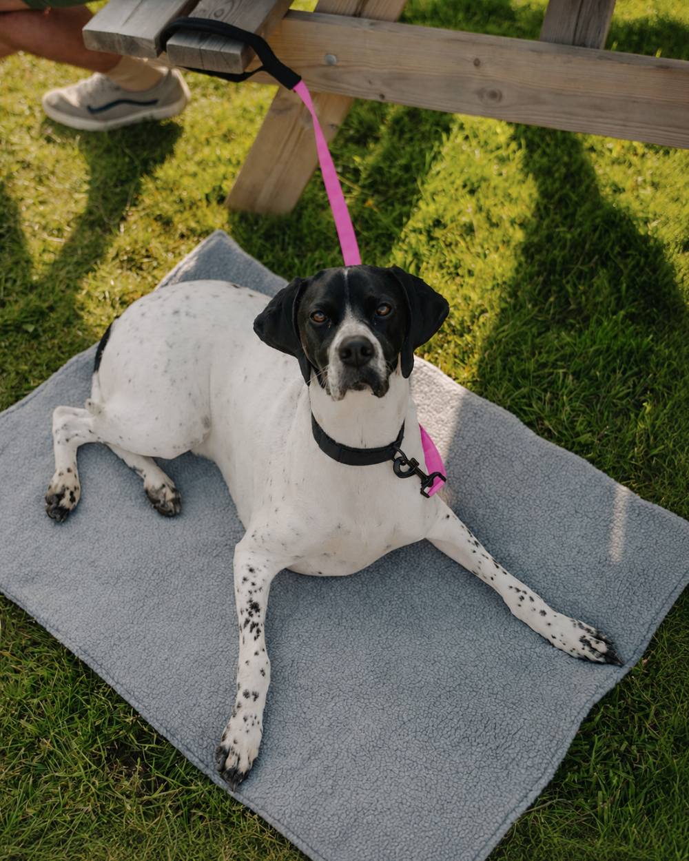 Padded Handled Webbing Dog Lead
