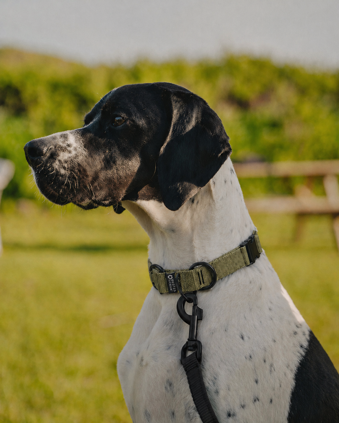 Rooted Ocean Webbing Dog Collar
