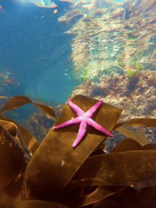 Katie Maggs Snorkel Starfish pink